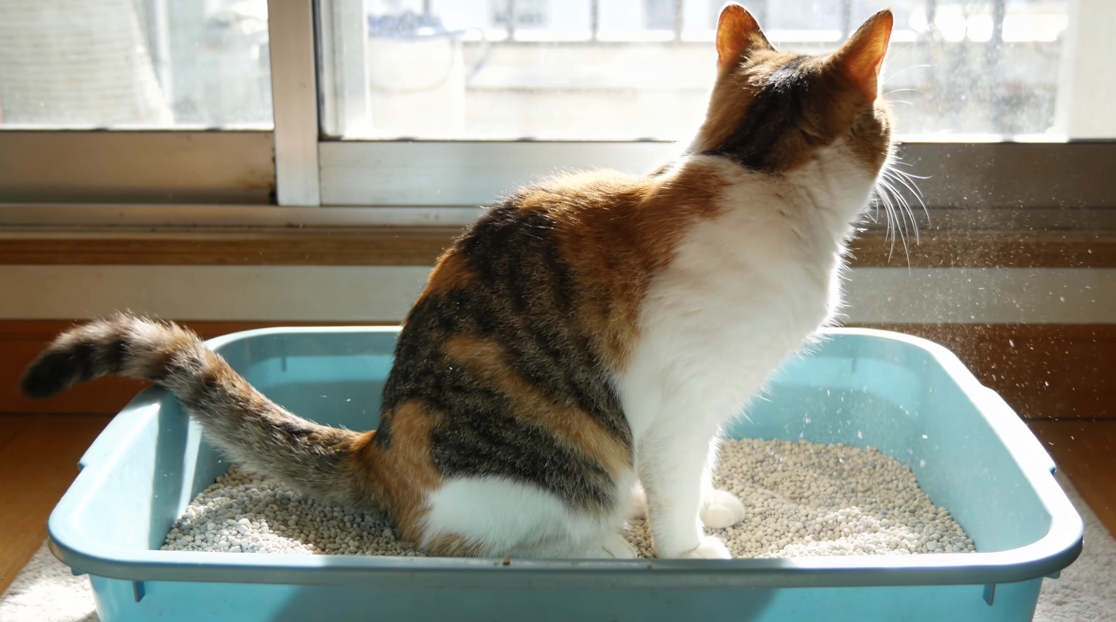 고양이 화장실 거부