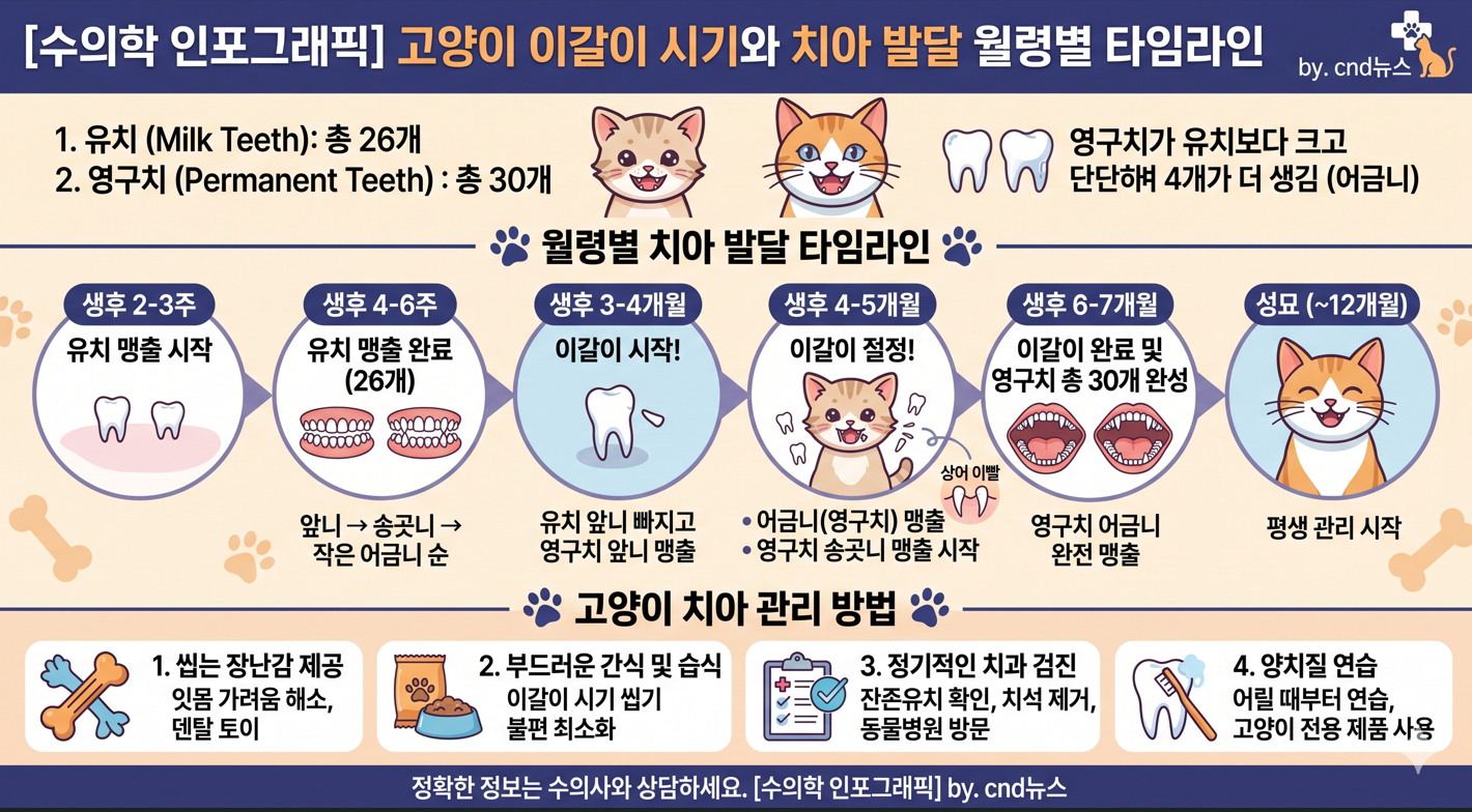 고양이 이갈이 시기와 치아 발달 월령별 타임라인 수의학 인포그래픽