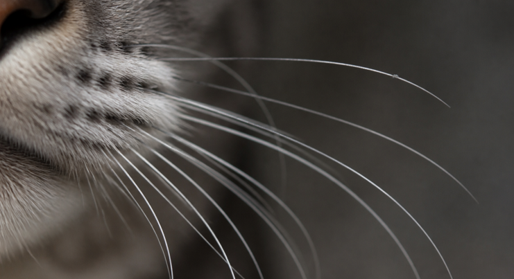 고양이 수염 성장 주기 - Anagen·Catagen·Telogen 3단계 사이클과 재성장 타임라인