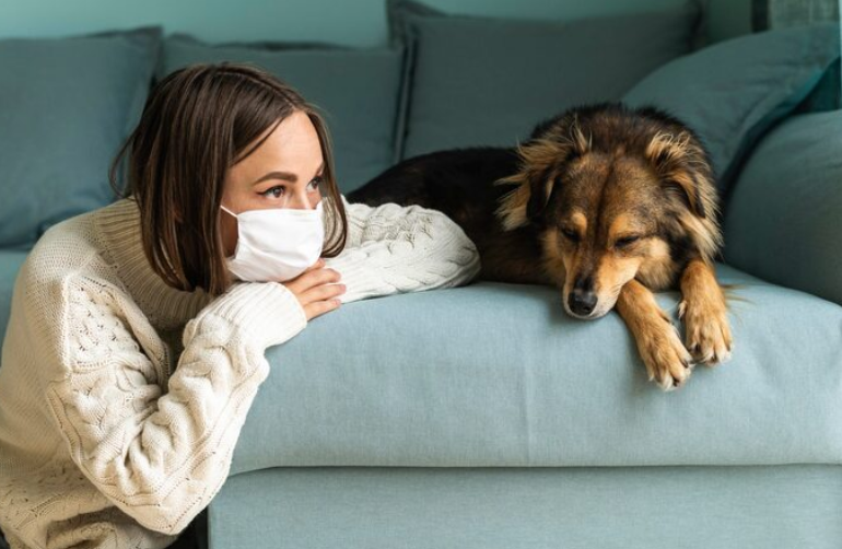 강아지 독감 백신 Nobivac Canine Flu 예방 CIRDC 켄넬 코프 감별 진단 학술 인포그래픽