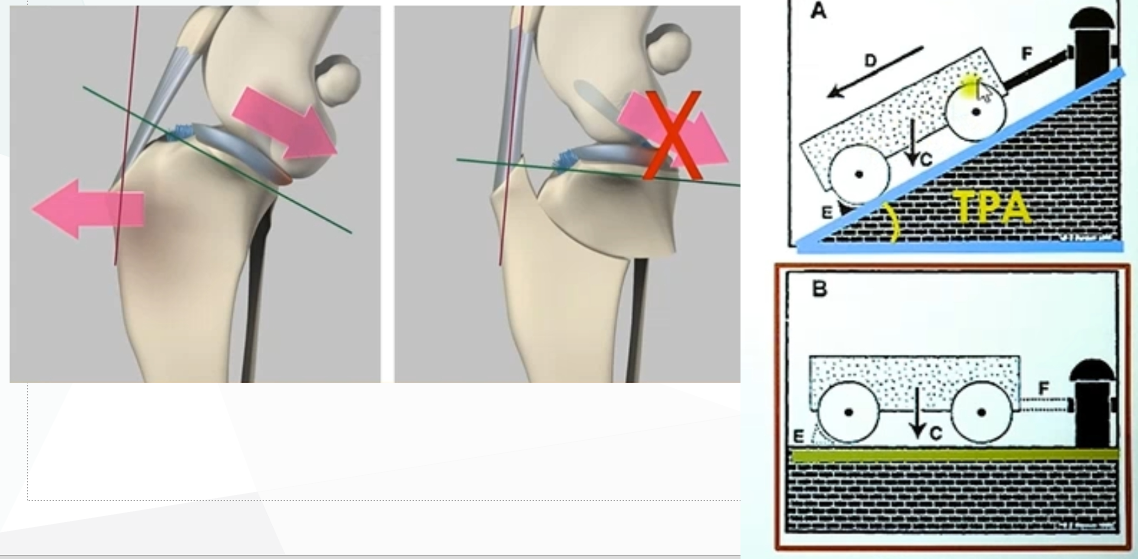 강아지 TPA 경골고원경사각 cranial tibial thrust 십자인대 수술 목적