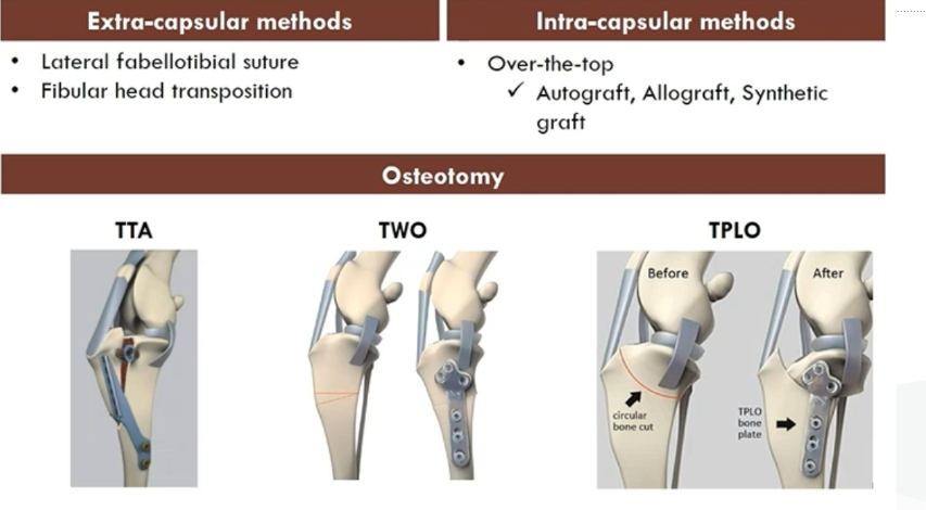 강아지 전방십자인대 수술 방법 Extra-capsular Intra-capsular Osteotomy TTA TPLO