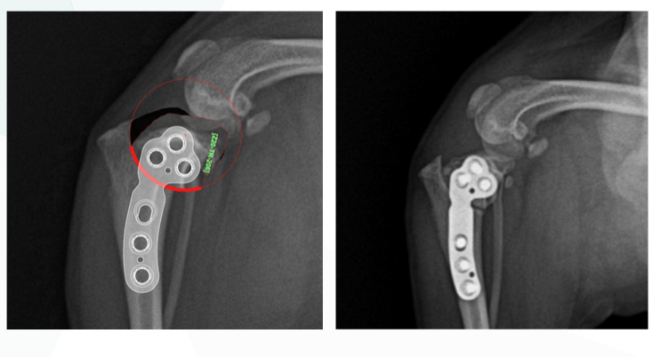 강아지 십자인대 수술 전후 X-ray