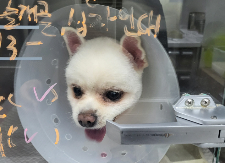 강아지 슬개골 탈구, 제대로 알고 제때 고치자