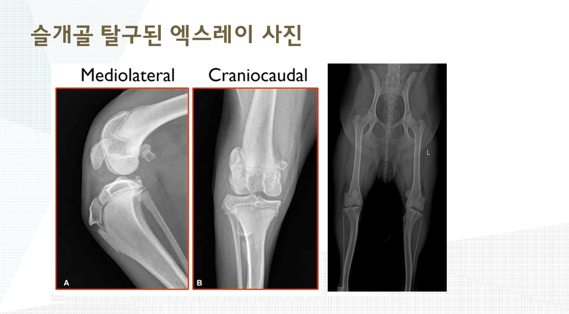 슬개골 탈구된 X-ray 사진 Mediolateral Craniocaudal