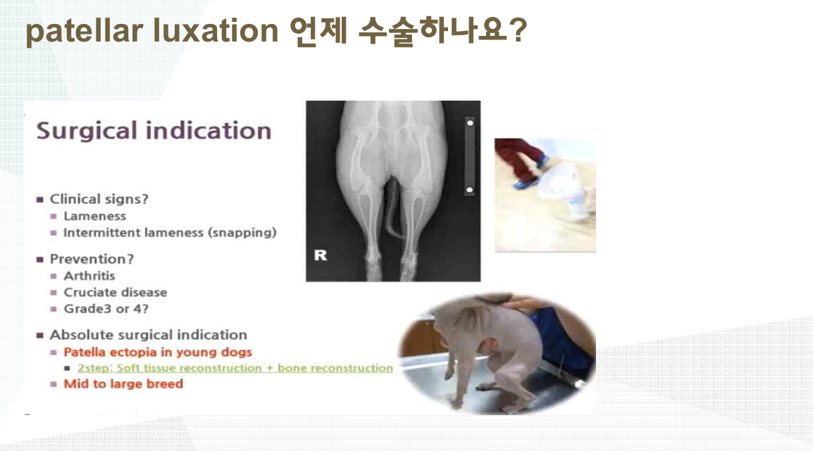 슬개골 탈구 수술 시기 Surgical indication