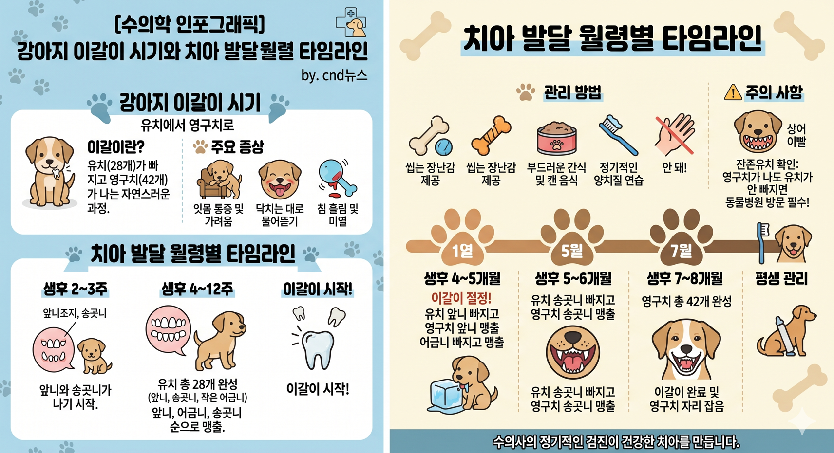 강아지 이갈이 시기와 치아 발달 월령별 타임라인 수의학 인포그래픽